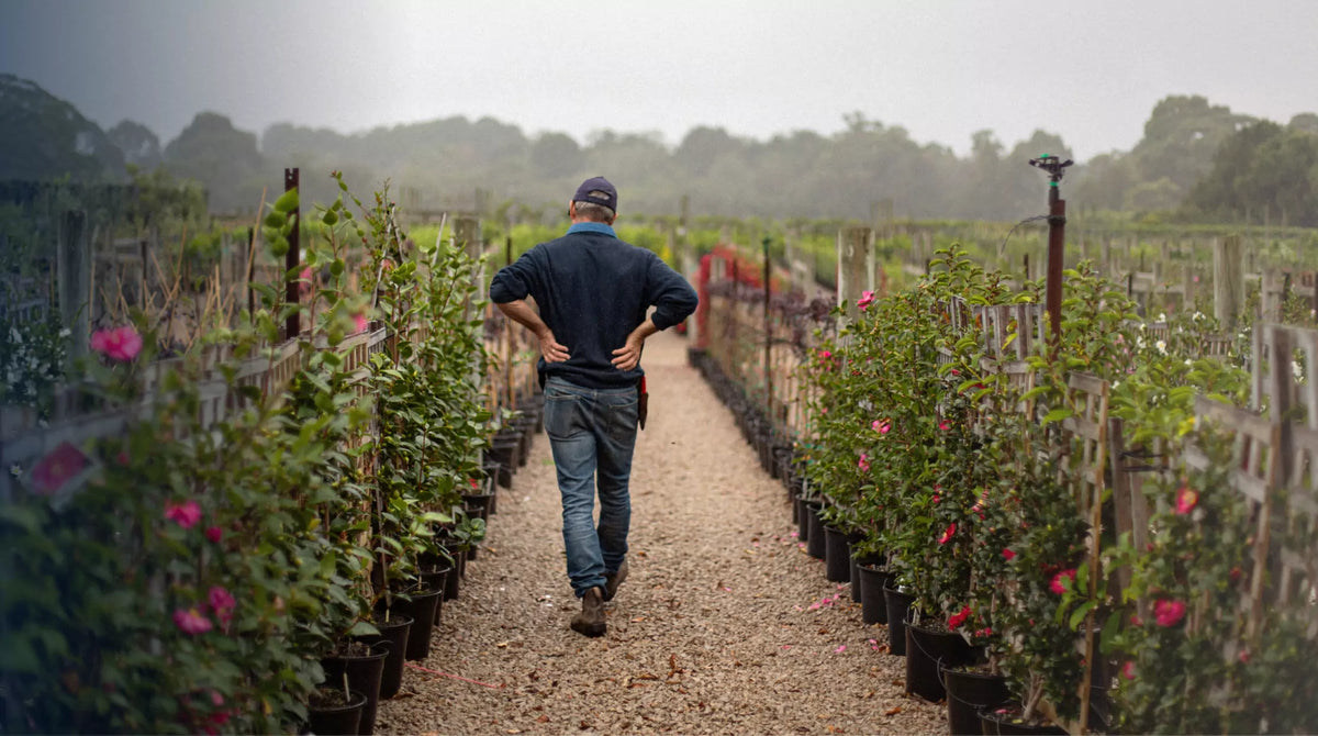 Merrywood Plant & Espalier