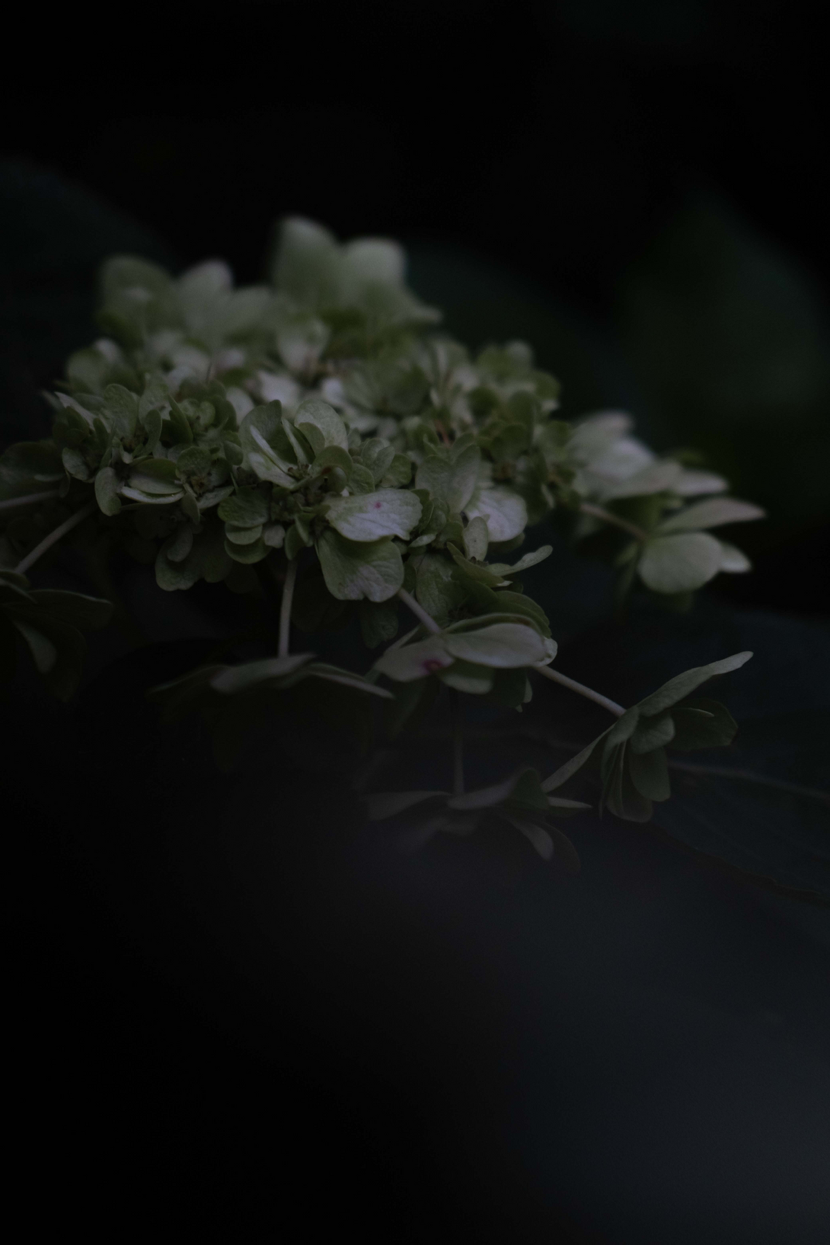 Hydrangeas in the evening light