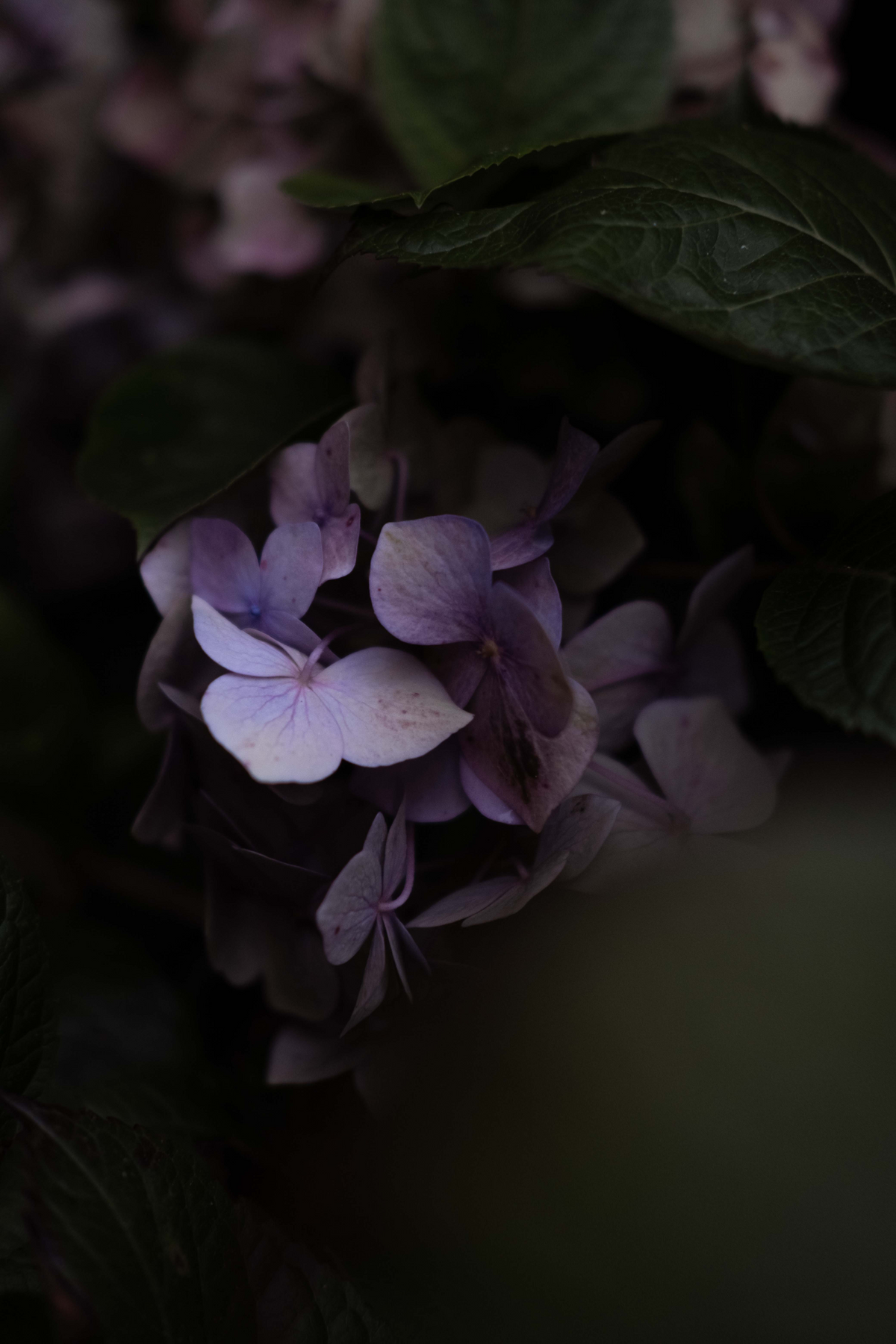 Image Licensing and Copyright